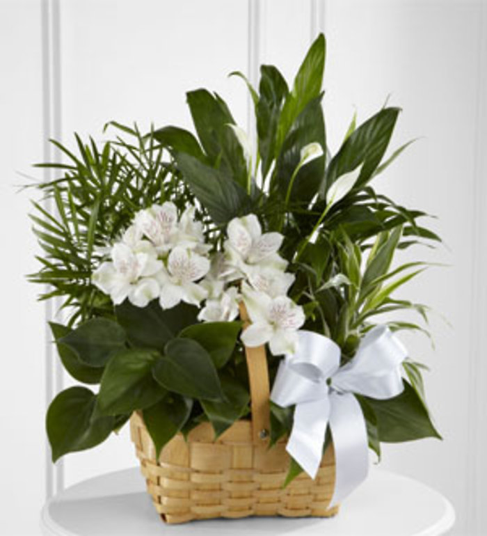 Peace & Serenity Dishgarden