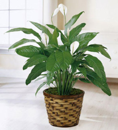 Spathiphyllum