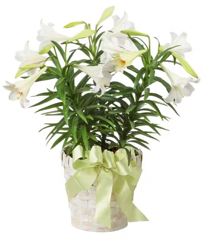 Easter Lily