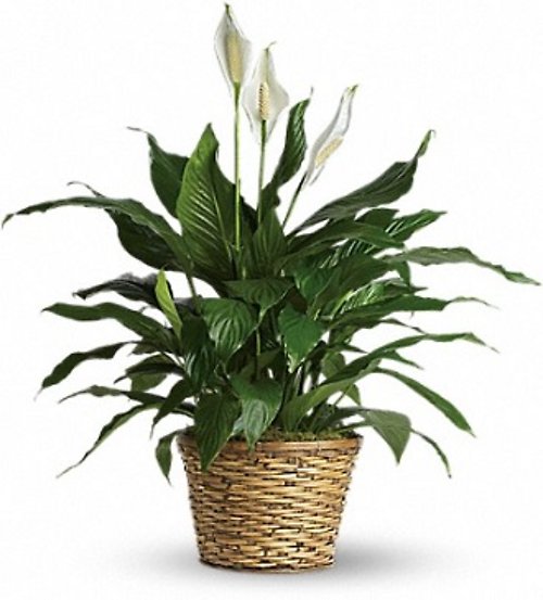 Simply Elegant Spathiphyllum