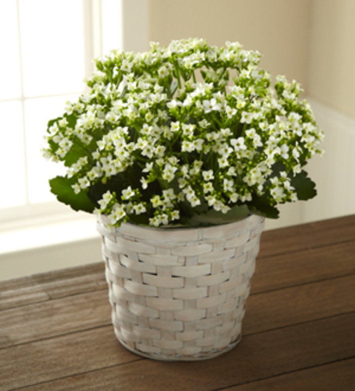 White Kalanchoe