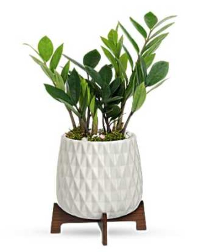 Luxe Leaves Plant