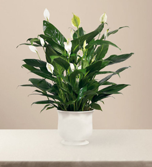 Plants & Dish Gardens