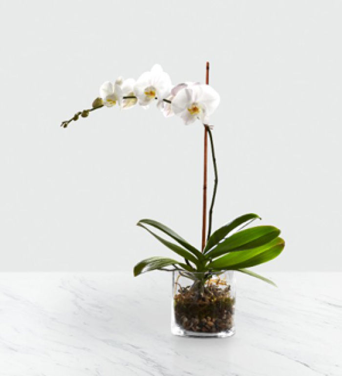 White Orchid Planter