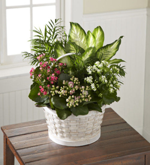 Rural Beauty™ Dishgarden