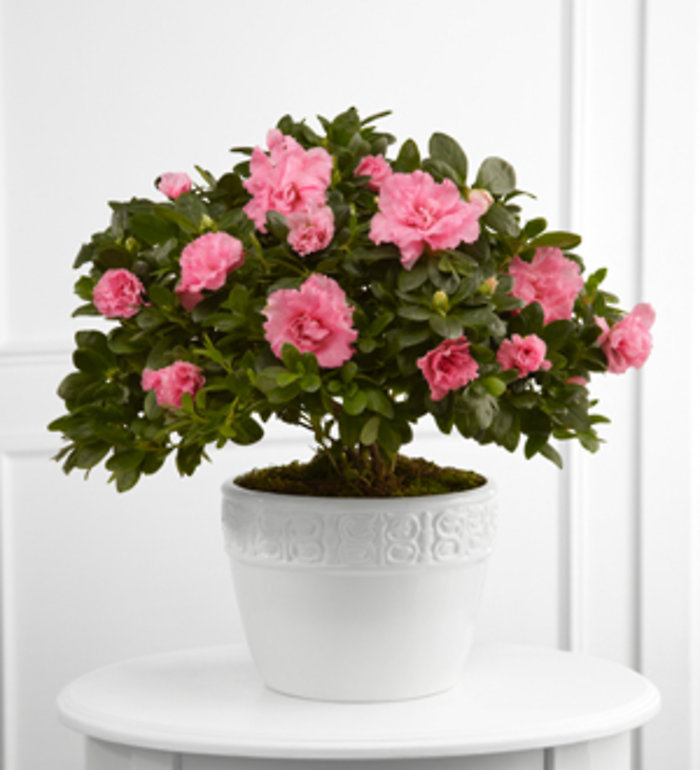 Vibrant Sympathy™ Planter