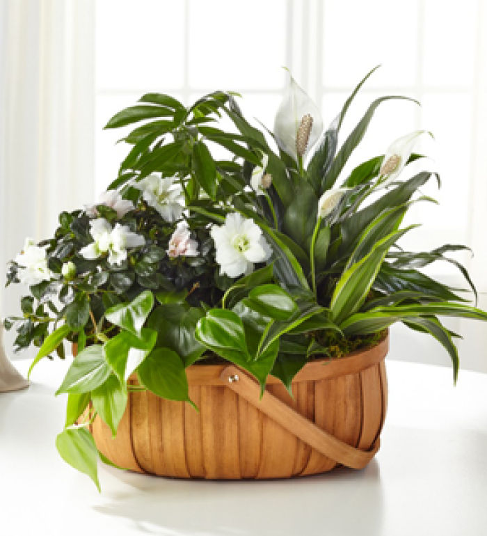 Serene™ Dishgarden