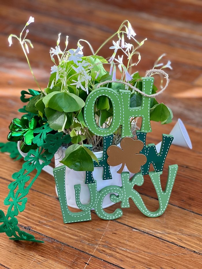 Lucky Shamrock Bundle