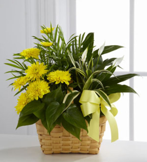 Loving Light&trade; Dishgarden