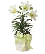 Easter Lily