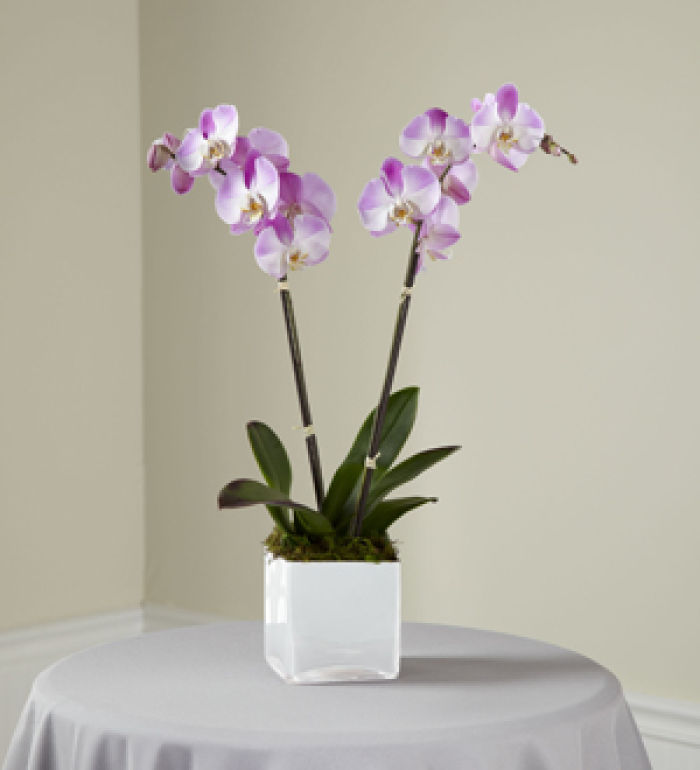 Pink Orchid Planter