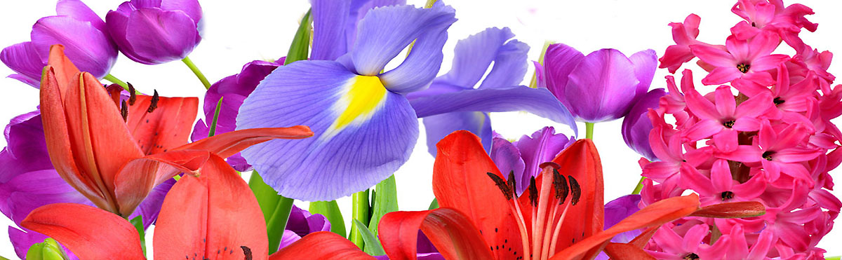 Spring is in Bloom[Pick up & Delivery Available]