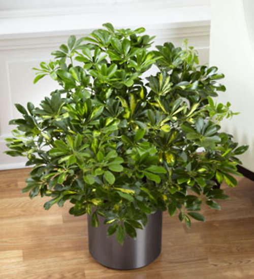 Schefflera Arboricola